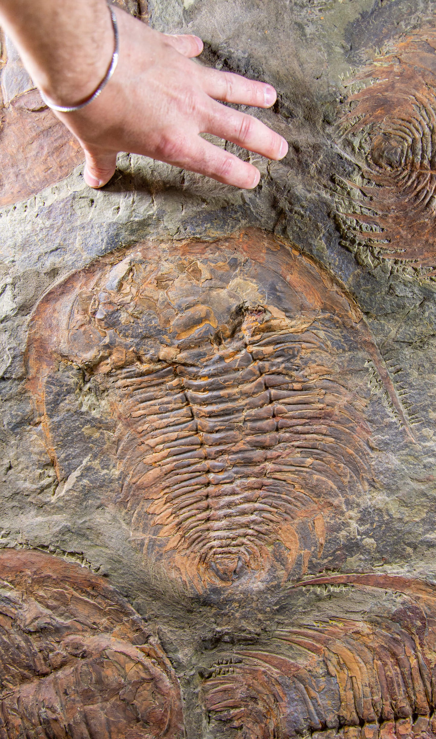 SOLD: Paradoxides Acadoparadoxides Trilobites 1.3M [RARE]