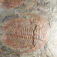 SOLD: Paradoxides Acadoparadoxides Trilobites 1.3M [RARE]