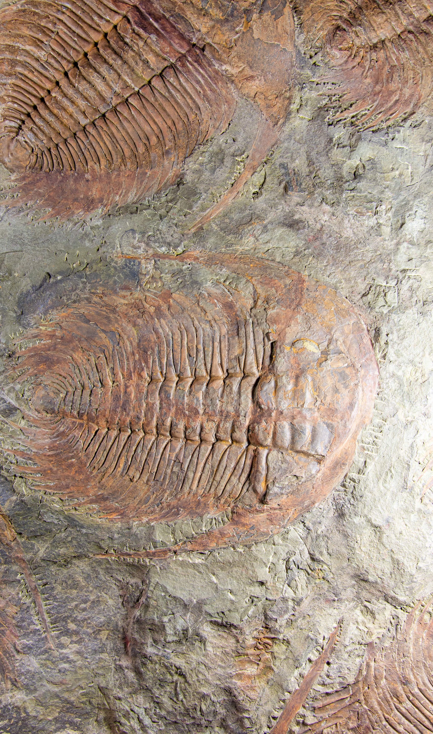 SOLD: Paradoxides Acadoparadoxides Trilobites 1.3M [RARE]