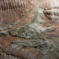 SOLD: Paradoxides Acadoparadoxides Trilobites 1.3M [RARE]