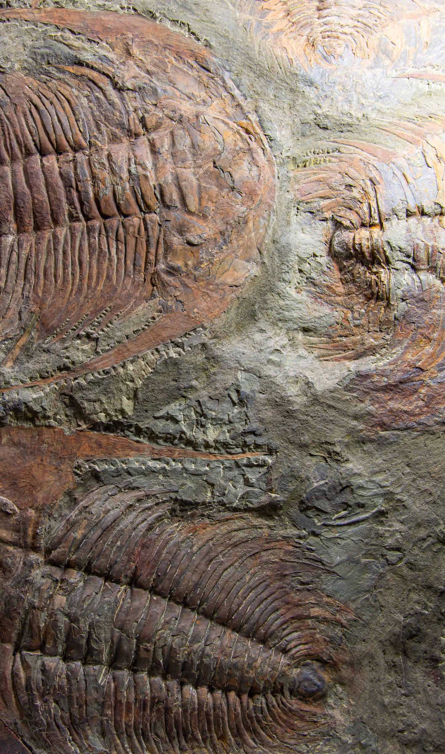 SOLD: Paradoxides Acadoparadoxides Trilobites 1.3M [RARE]