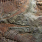 SOLD: Paradoxides Acadoparadoxides Trilobites 1.3M [RARE]