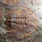 SOLD: Paradoxides Acadoparadoxides Trilobites 1.3M [RARE]