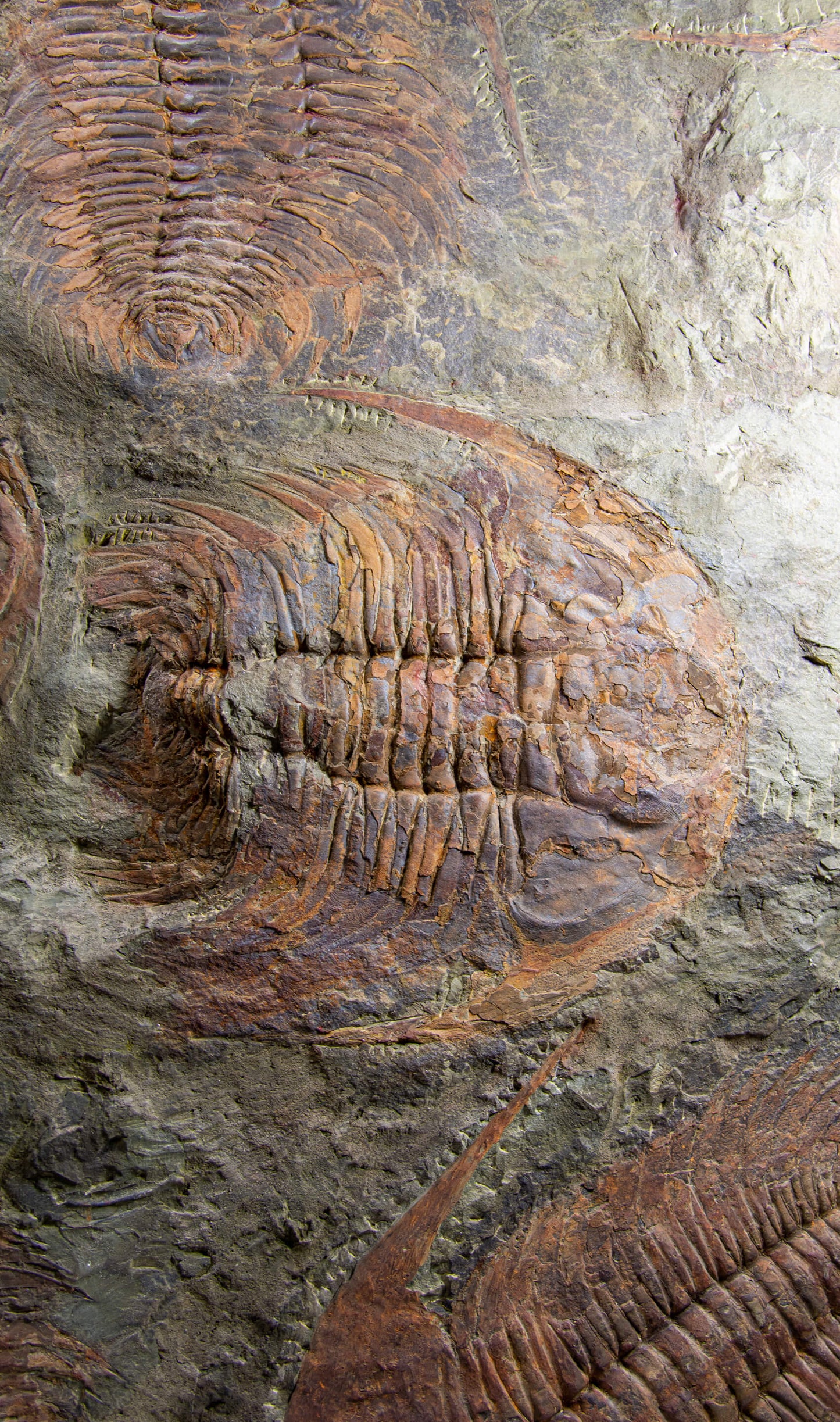 SOLD: Paradoxides Acadoparadoxides Trilobites 1.3M [RARE]