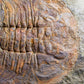 SOLD: Paradoxides Acadoparadoxides Trilobites 1.3M [RARE]