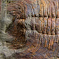 SOLD: Paradoxides Acadoparadoxides Trilobites 1.3M [RARE]