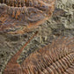 SOLD: Paradoxides Acadoparadoxides Trilobites 1.3M [RARE]