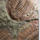 SOLD: Paradoxides Acadoparadoxides Trilobites 1.3M [RARE]