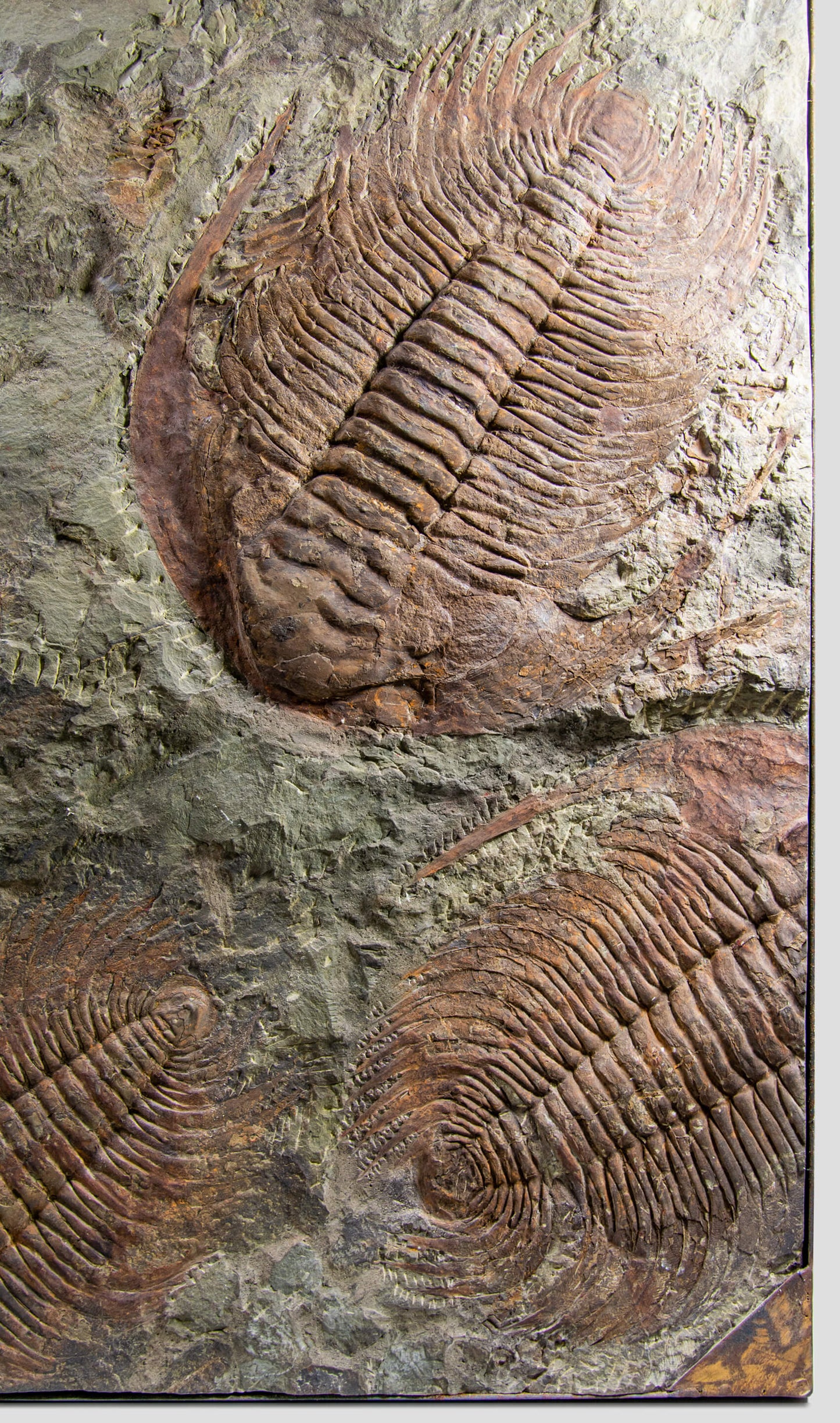 SOLD: Paradoxides Acadoparadoxides Trilobites 1.3M [RARE]