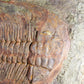 SOLD: Paradoxides Acadoparadoxides Trilobites 1.3M [RARE]