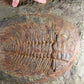 SOLD: Paradoxides Acadoparadoxides Trilobites 1.3M [RARE]