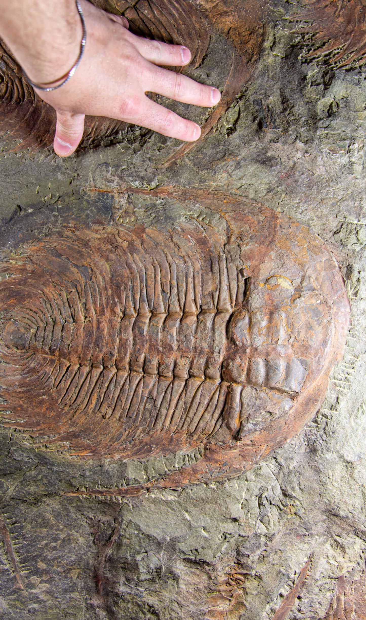 SOLD: Paradoxides Acadoparadoxides Trilobites 1.3M [RARE]