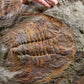 SOLD: Paradoxides Acadoparadoxides Trilobites 1.3M [RARE]