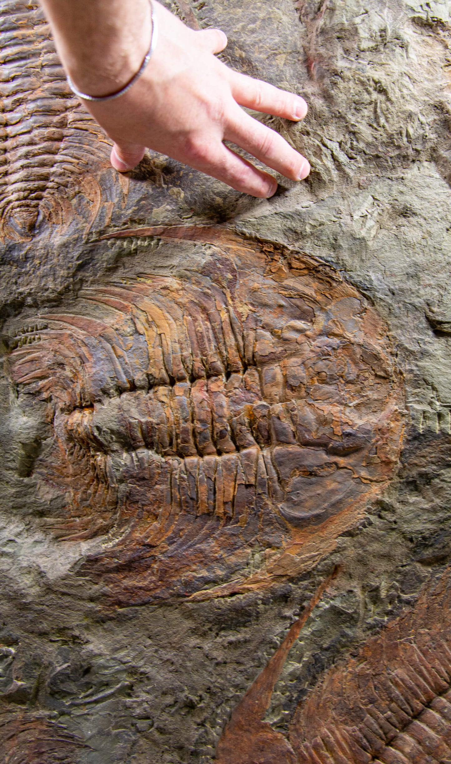 SOLD: Paradoxides Acadoparadoxides Trilobites 1.3M [RARE]