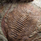 SOLD: Paradoxides Acadoparadoxides Trilobites 1.3M [RARE]