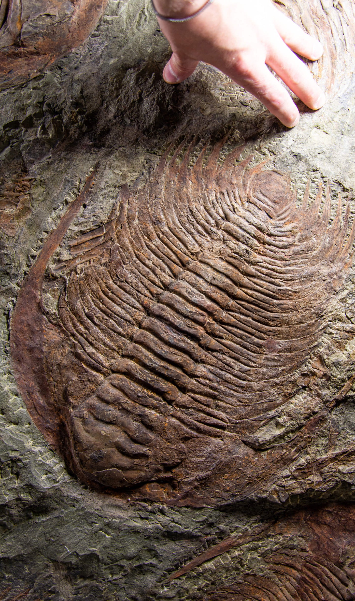 SOLD: Paradoxides Acadoparadoxides Trilobites 1.3M [RARE]