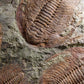 SOLD: Paradoxides Acadoparadoxides Trilobites 1.3M [RARE]