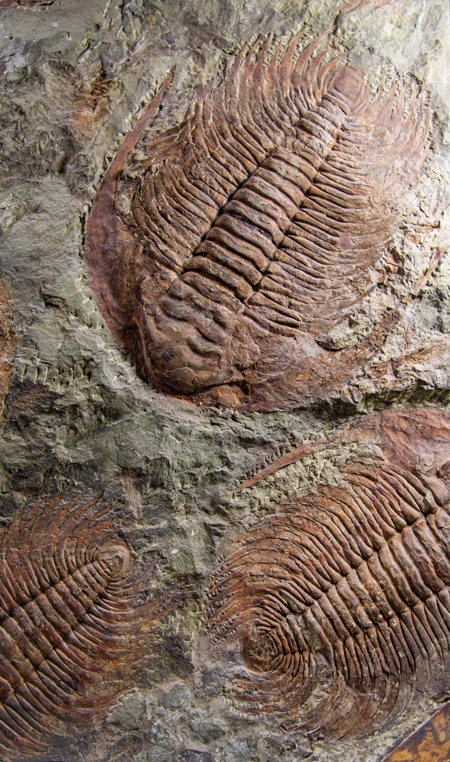 SOLD: Paradoxides Acadoparadoxides Trilobites 1.3M [RARE]