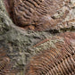 SOLD: Paradoxides Acadoparadoxides Trilobites 1.3M [RARE]