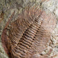 SOLD: Paradoxides Acadoparadoxides Trilobites 1.3M [RARE]