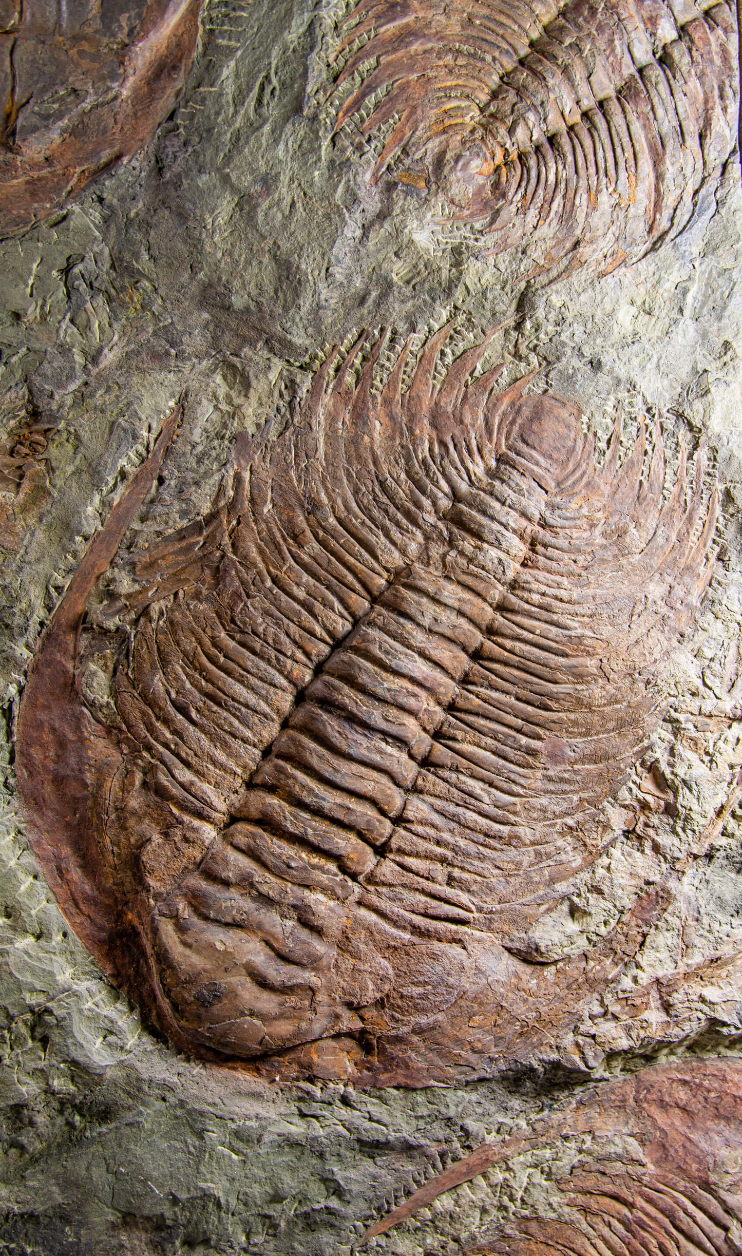 SOLD: Paradoxides Acadoparadoxides Trilobites 1.3M [RARE]