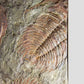 SOLD: Paradoxides Acadoparadoxides Trilobites 1.3M [RARE]