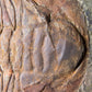 SOLD: Paradoxides Acadoparadoxides Trilobites 1.3M [RARE]