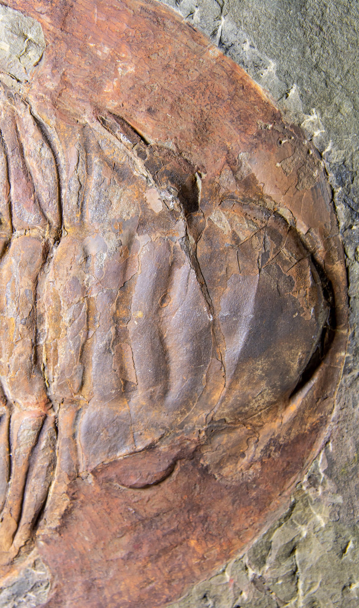 SOLD: Paradoxides Acadoparadoxides Trilobites 1.3M [RARE]