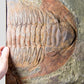 SOLD: Paradoxides Acadoparadoxides Trilobites 1.3M [RARE]