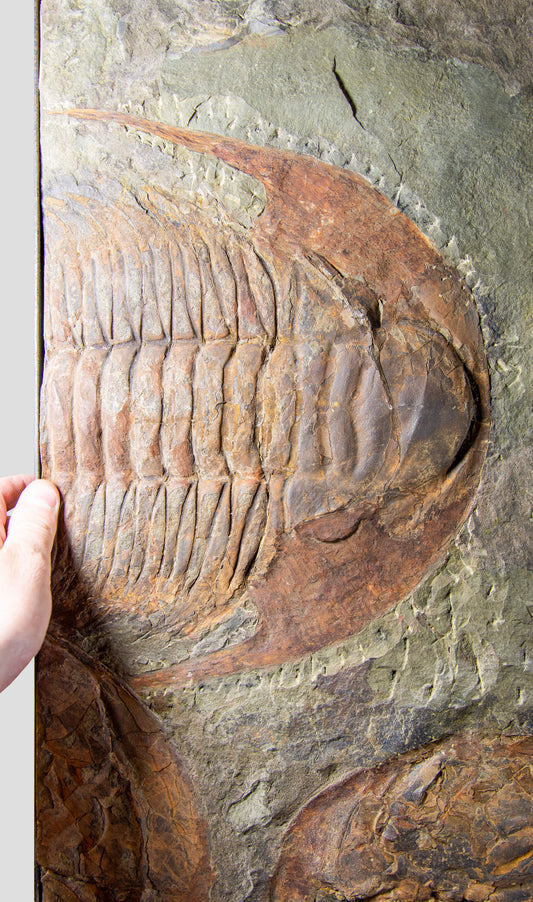 SOLD: Paradoxides Acadoparadoxides Trilobites 1.3M [RARE]