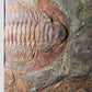 SOLD: Paradoxides Acadoparadoxides Trilobites 1.3M [RARE]