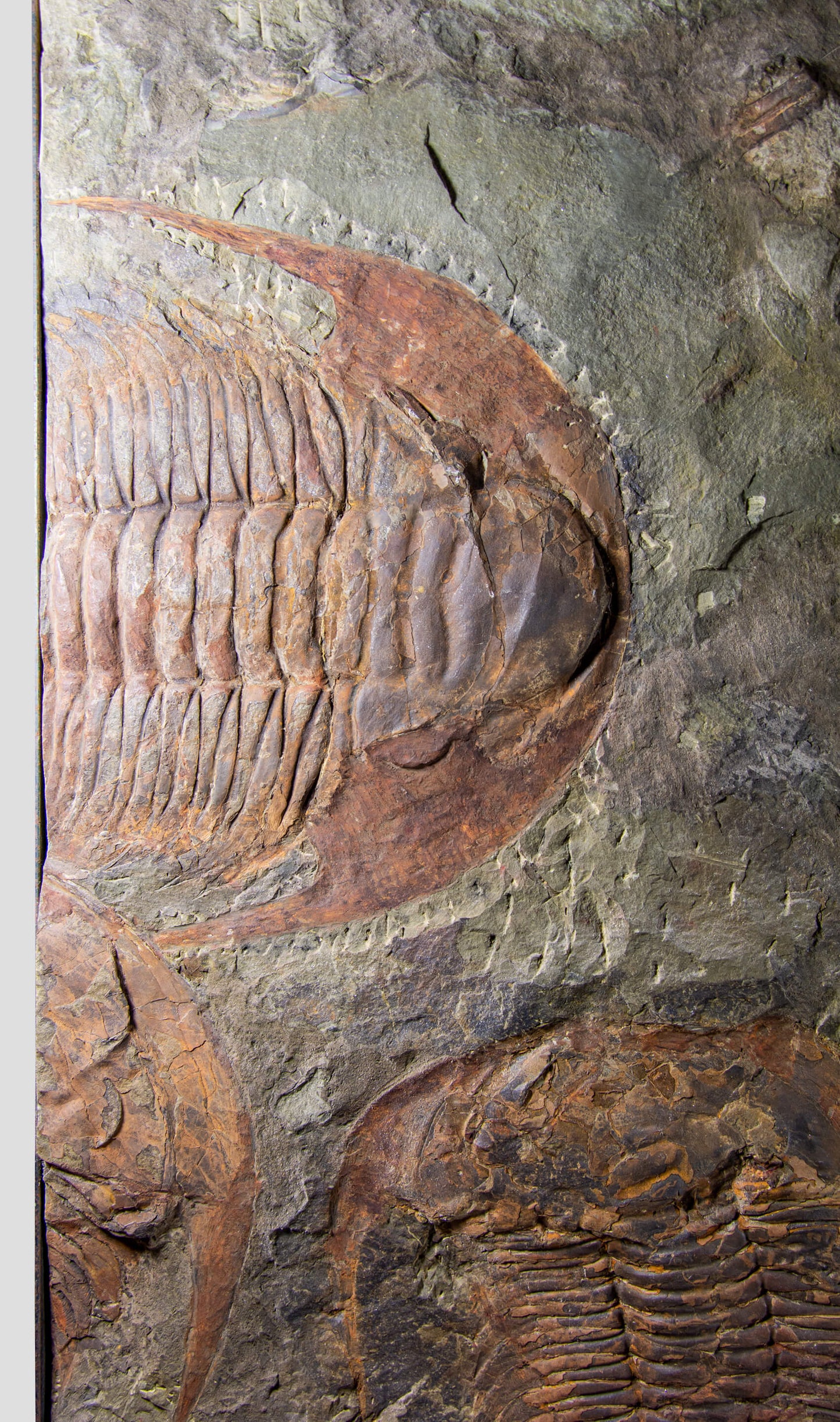 SOLD: Paradoxides Acadoparadoxides Trilobites 1.3M [RARE]