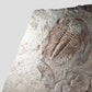 Paradoxides Acadoparadoxides Trilobite Slab 1.2M