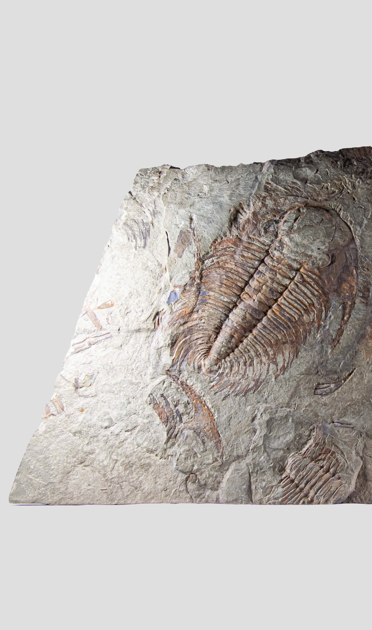 Paradoxides Acadoparadoxides Trilobite Slab 1.2M