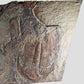 Paradoxides Acadoparadoxides Trilobite Slab 1.2M