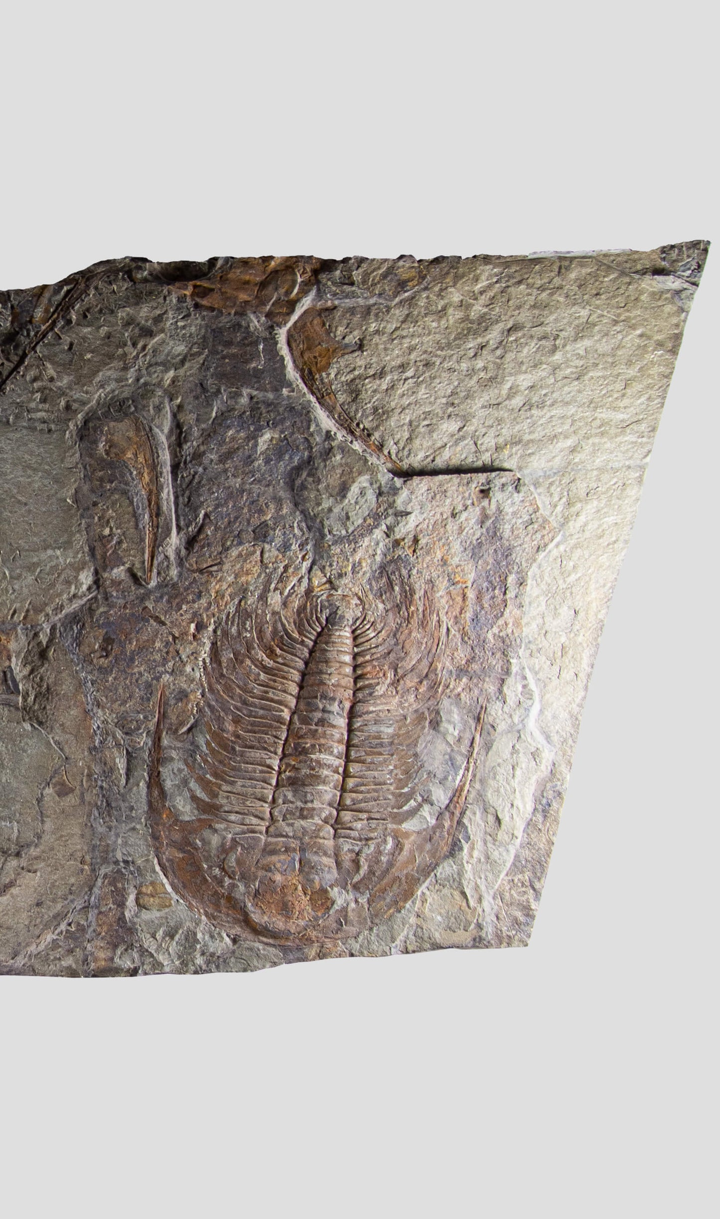 Paradoxides Acadoparadoxides Trilobite Slab 1.2M