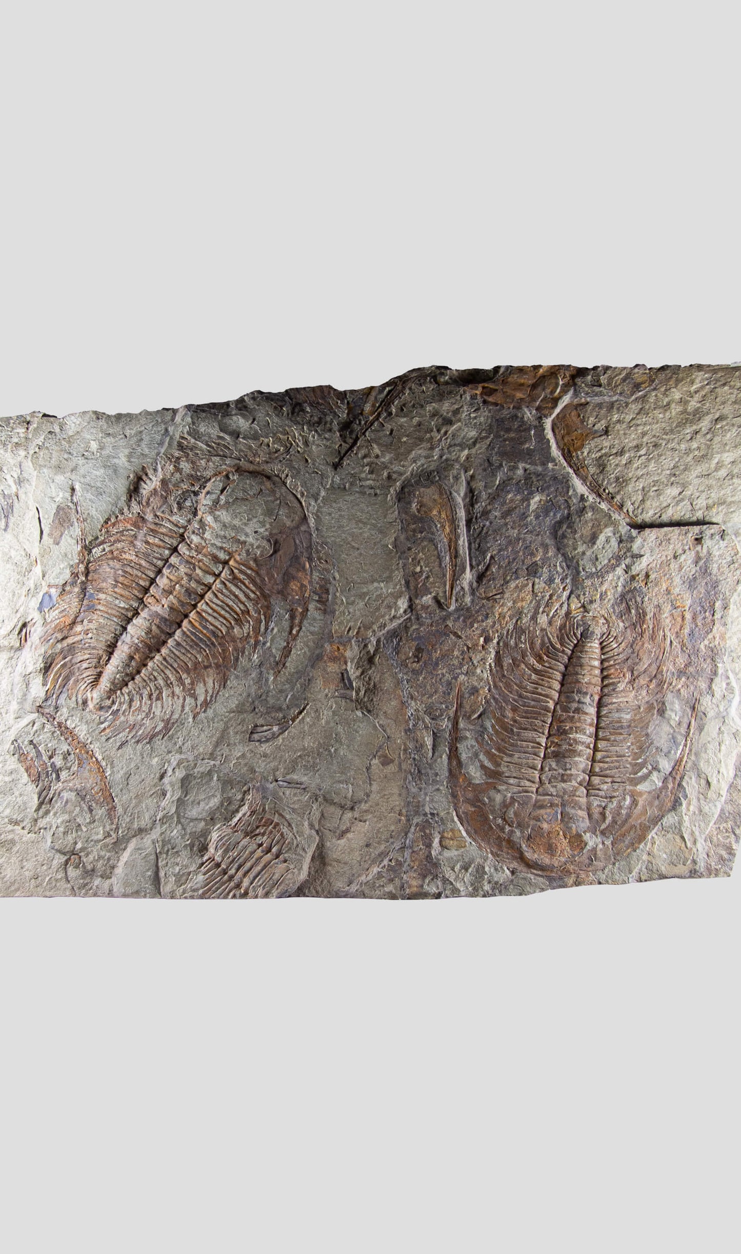 Paradoxides Acadoparadoxides Trilobite Slab 1.2M