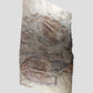 Paradoxides Acadoparadoxides Trilobite Slab 1.2M