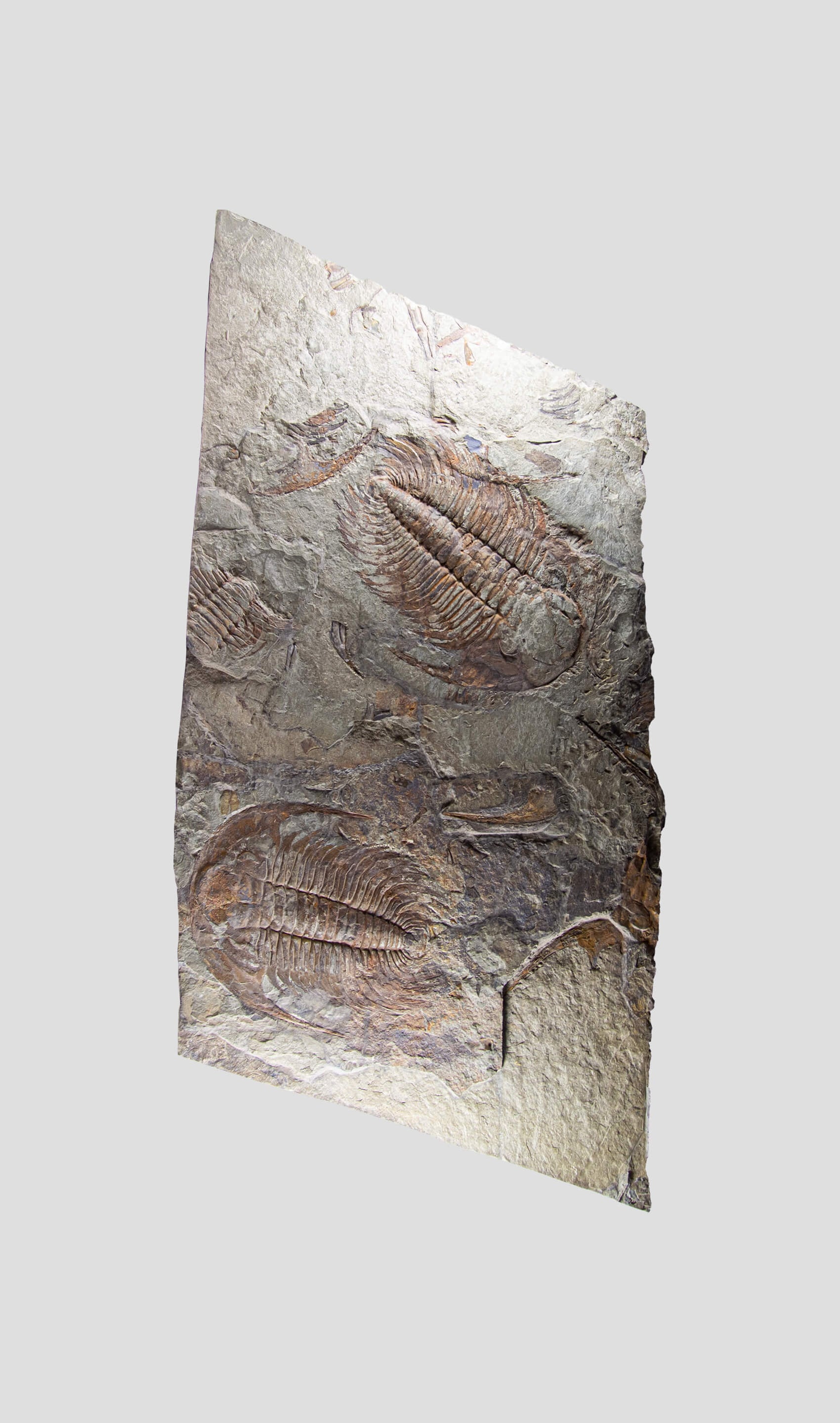 Paradoxides Acadoparadoxides Trilobite Slab 1.2M