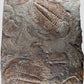 Paradoxides Acadoparadoxides Trilobite Slab 1.2M