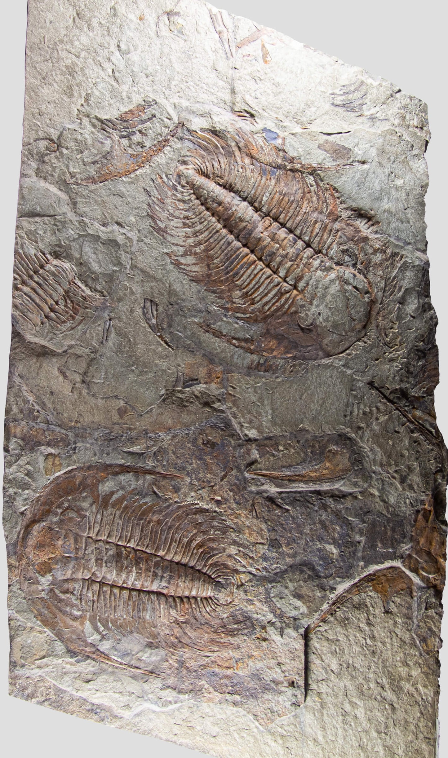 Paradoxides Acadoparadoxides Trilobite Slab 1.2M