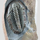 Longianda Termieri Fossil Trilobite 273mm on bronze stand