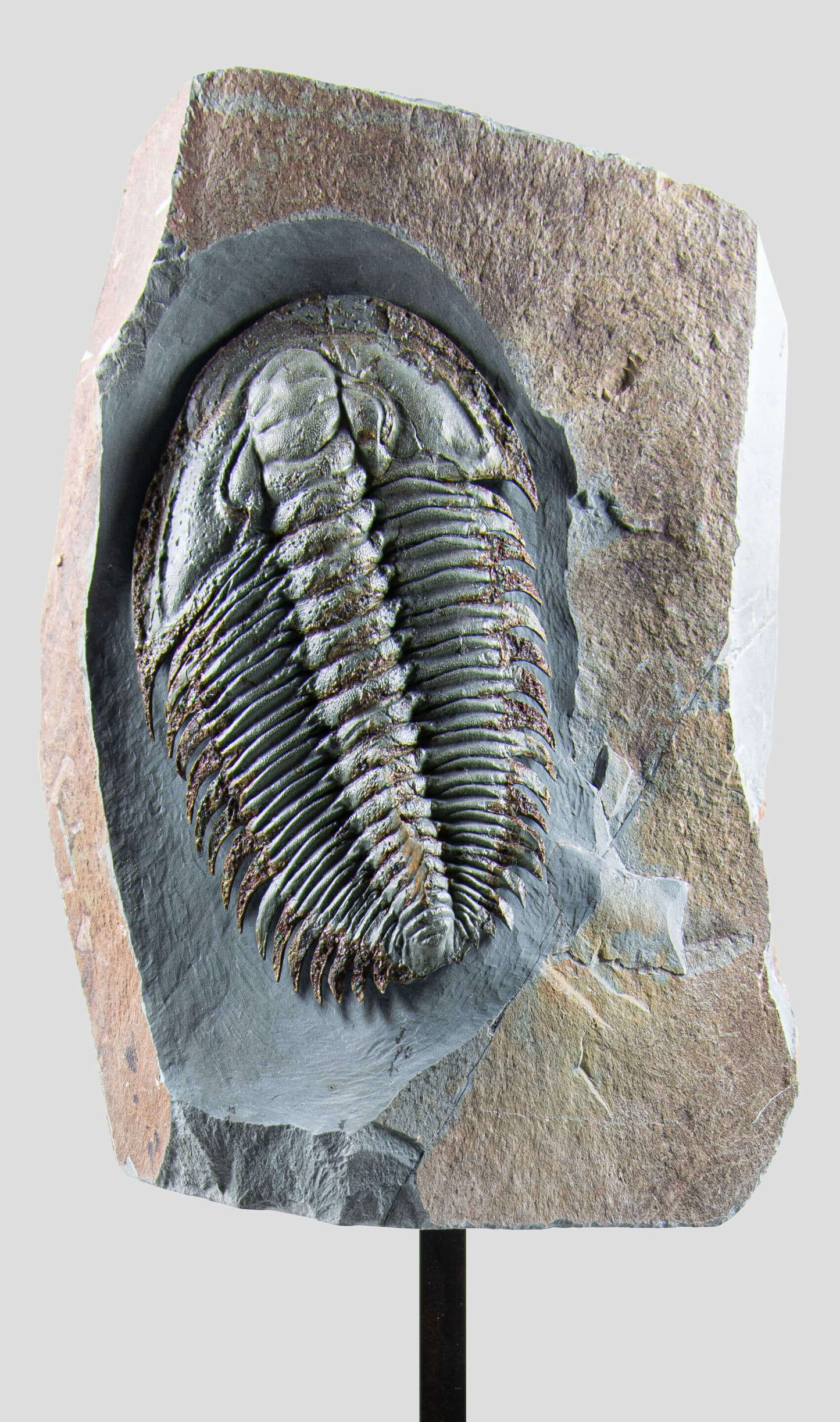 Longianda Termieri Fossil Trilobite 273mm on bronze stand