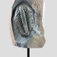 Longianda Termieri Fossil Trilobite 273mm on bronze stand