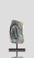 Longianda Termieri Fossil Trilobite 273mm on bronze stand