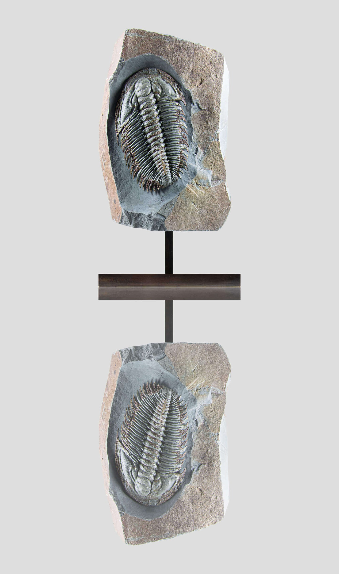 Longianda Termieri Fossil Trilobite 273mm on bronze stand