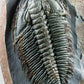 Longianda Termieri Fossil Trilobite 273mm on bronze stand