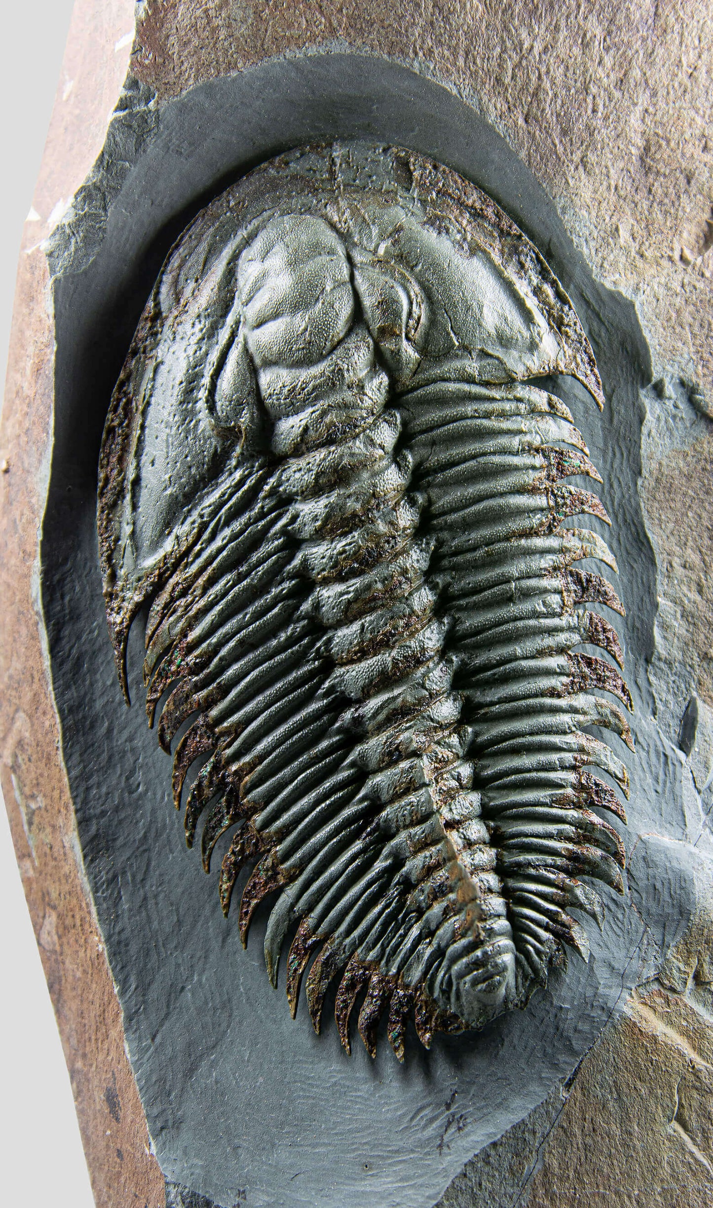 Longianda Termieri Fossil Trilobite 273mm on bronze stand