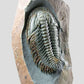 Longianda Termieri Fossil Trilobite 273mm on bronze stand