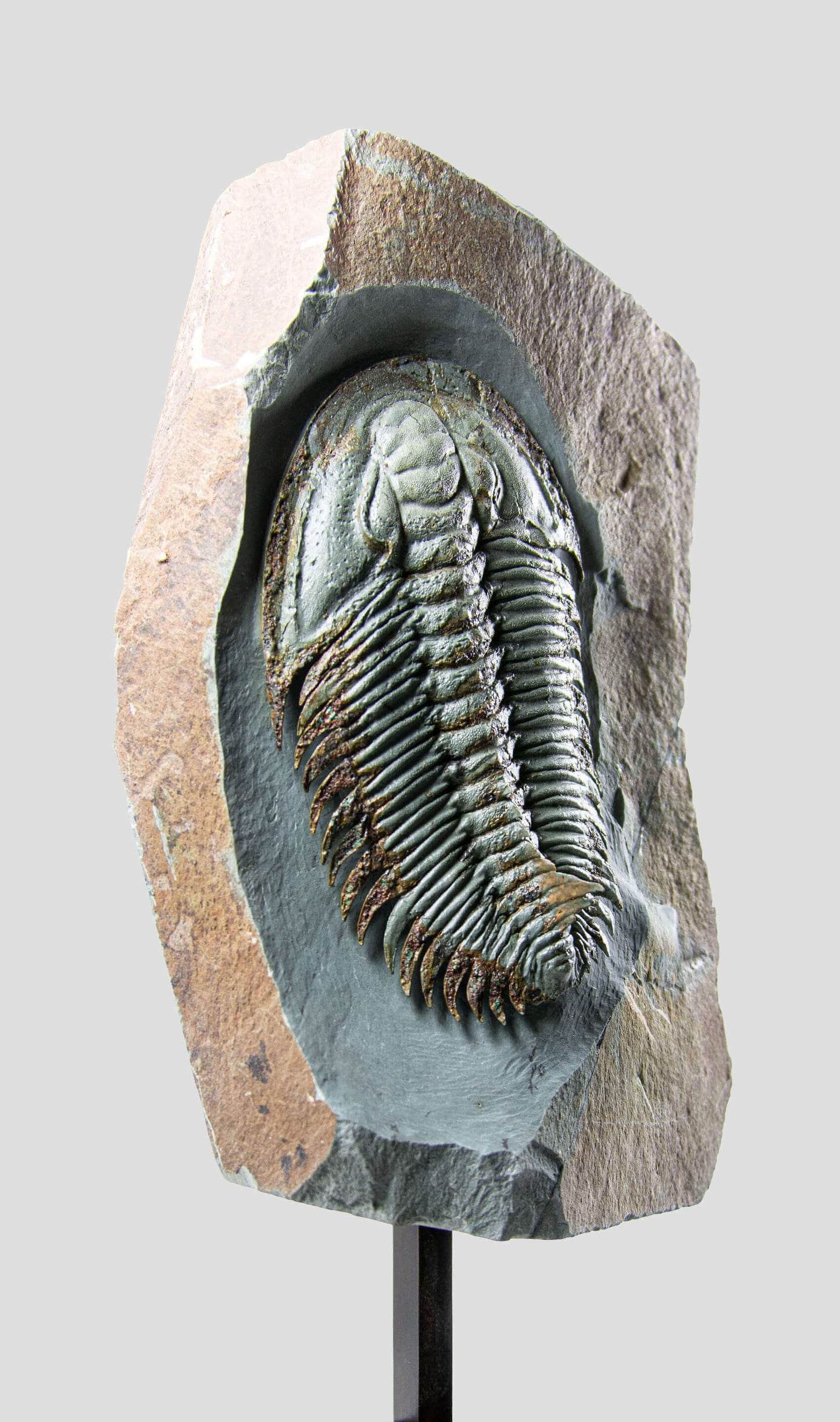 Longianda Termieri Fossil Trilobite 273mm on bronze stand